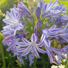 Agapanthus africanus African Lily flowering perennial in Ontario