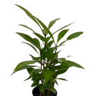 Ardisia humilis Shoebutton Plant with purple berries at Lakeside Garden Gallery Brampton Ontario