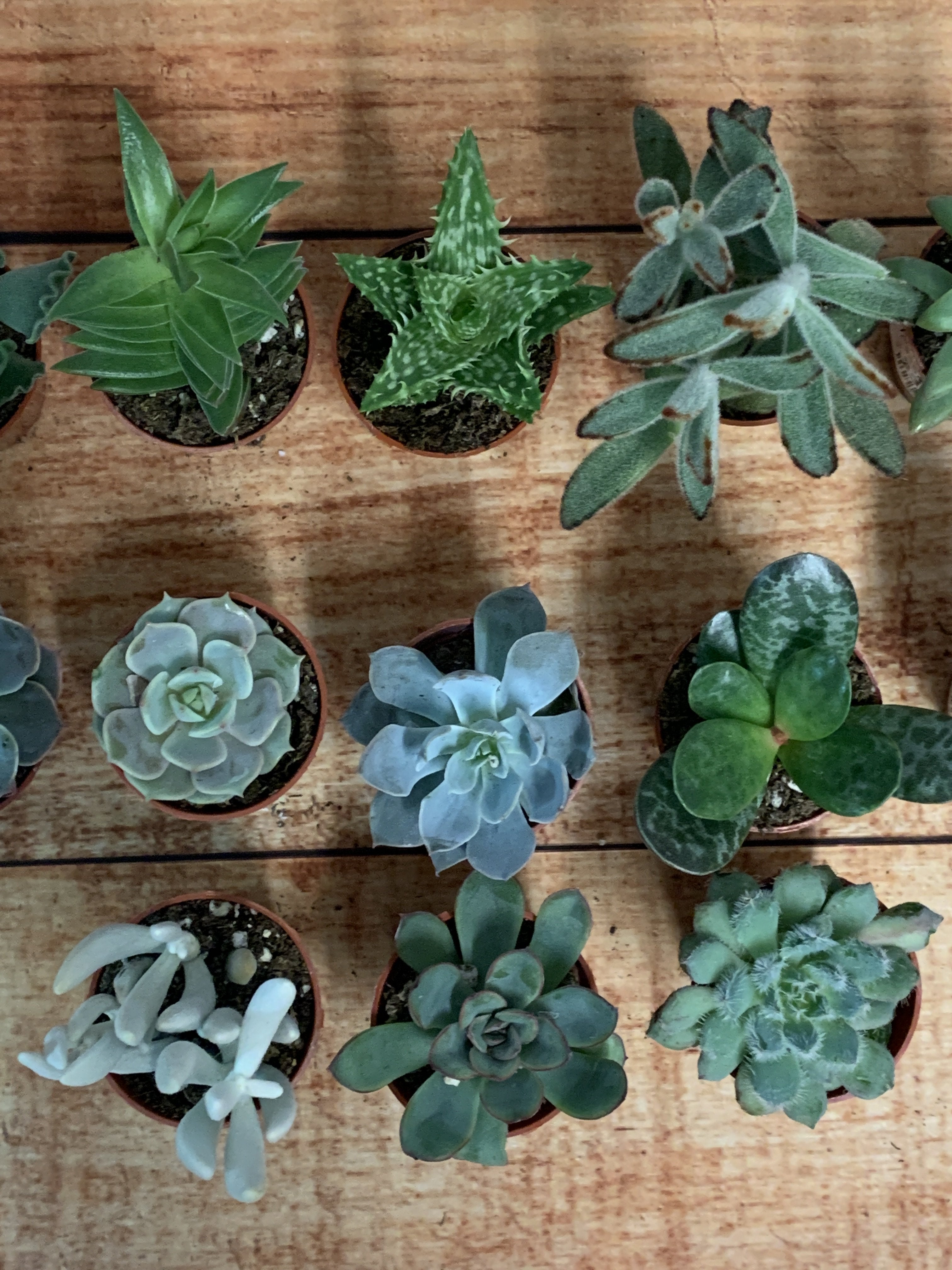 Tiny Succulent/Cactus Bundle (Online Only)