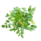 Astilbe Younique Ruby Red with bold ruby plumes at Lakeside Garden Gallery Brampton Ontario