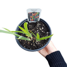 Blackberry Lily with orange spotted flowers at Lakeside Garden Gallery Brampton Ontario