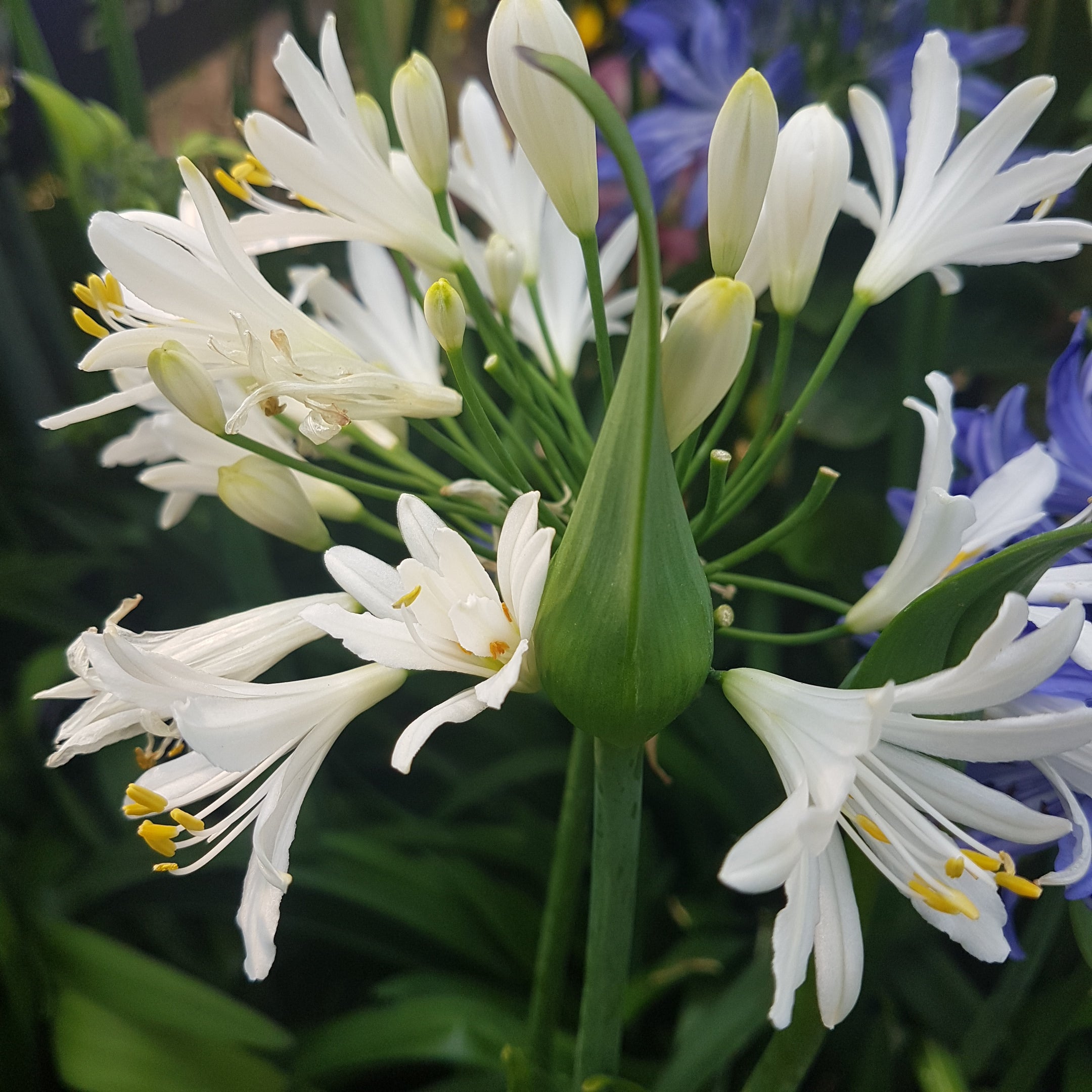 Container-grown Agapanthus with trumpet-shaped flowers