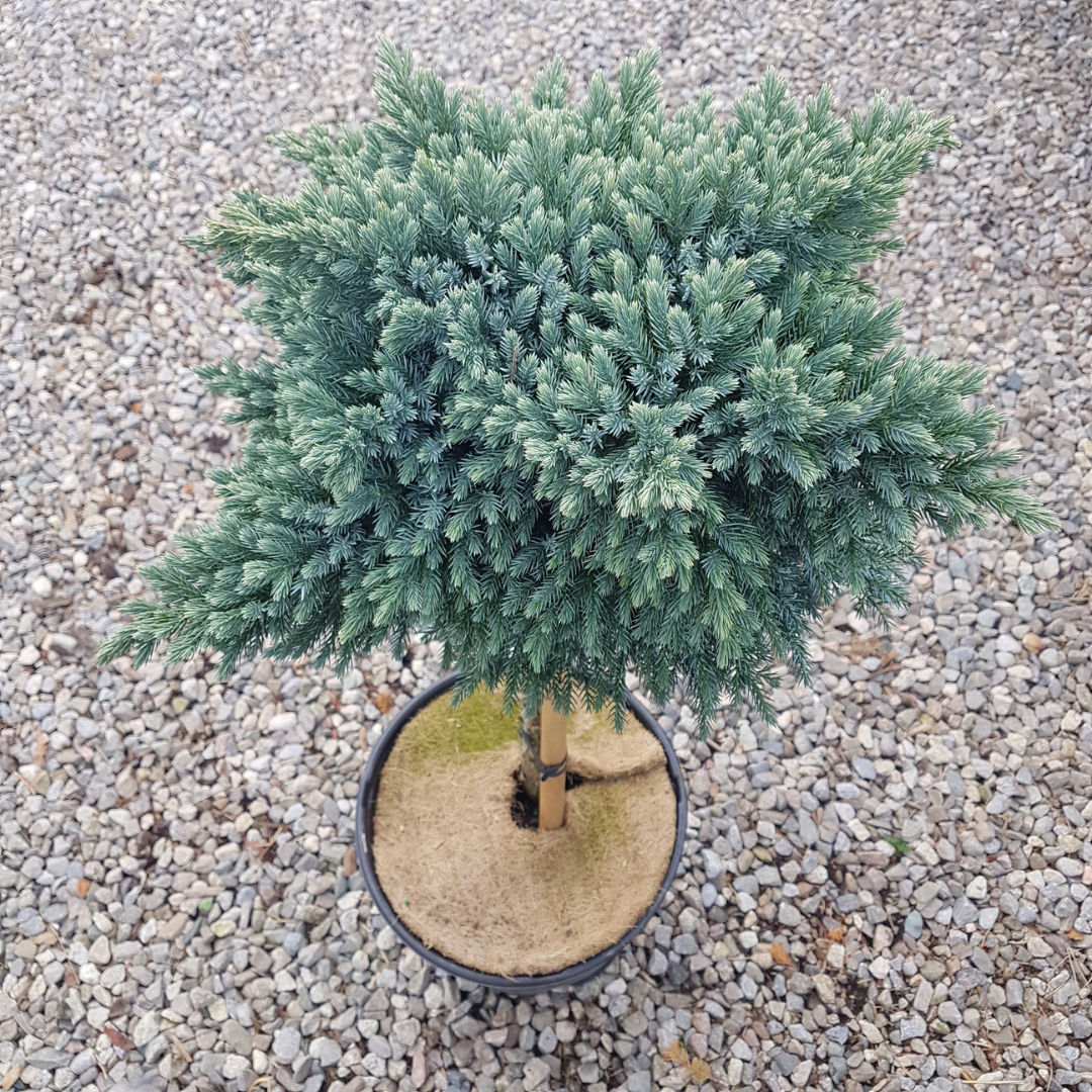 Blue Star Juniper Standard tree form with blue foliage at Lakeside Garden Gallery Brampton Ontario