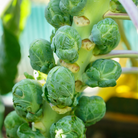 Brussels Sprouts ‘Jade Cross’ growing at Lakeside Garden Gallery in Brampton Ontario