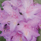 Catawba Rhododendron with purple flowers at Lakeside Garden Gallery Brampton Ontario