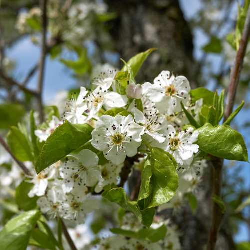 Chanticleer Flowering Pear tree with white blossoms at Lakeside Garden Gallery Brampton Ontario