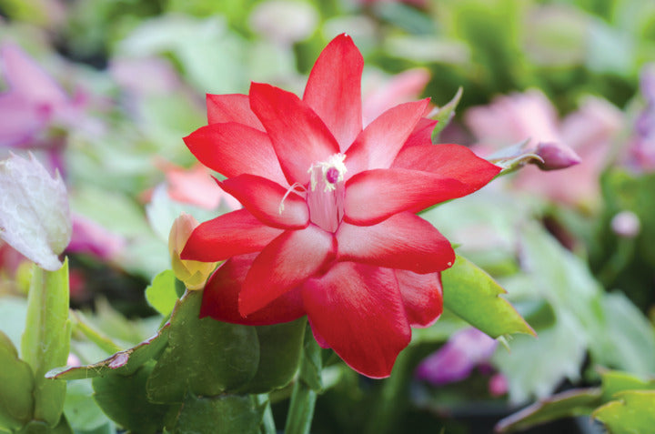 Christmas cactus
holiday cactus
Schlumbergera plant
Christmas cactus plant Ontario
holiday houseplants
Lakeside Garden Gallery Christmas cactus in Brampton Ontario
where to buy Christmas cactus plants near me
Christmas cactus care and watering tips Ontario
holiday cactus houseplants for Christmas décor Brampton
blooming Christmas cactus for sale Ontario garden centre
Christmas cactus Brampton Ontario
holiday cactus Lakeside Garden Gallery
Ontario Christmas cactus plants for sale
Brampton garden centre