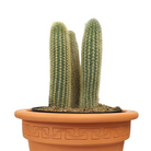 Haageocereus zonatus cactus in decorative planter at garden centre