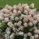 Hydrangea paniculata Little Quick Fire Proven Winners early-blooming hydrangea