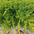 Daub’s Frosted Juniper standard globe form with golden new growth
