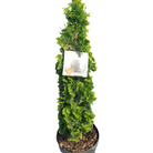 Degroot’s Spire Cedar upright evergreen at Lakeside Garden Gallery Brampton Ontario