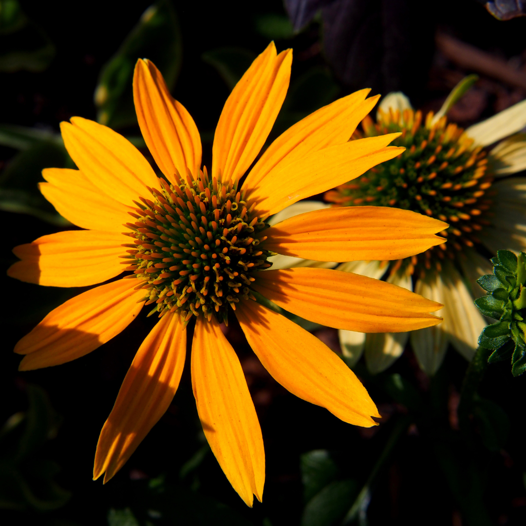 Echinacea Cheyenne Spirit with multi-coloured blooms at Lakeside Garden Gallery Brampton Ontario