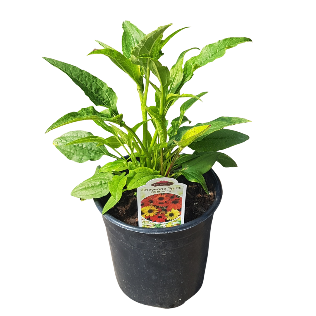 Cheyenne Spirit coneflower perennial in Ontario garden centre