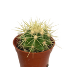 echinocactus-grusonii-golden-barrel brampton
