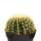 Golden Barrel Cactus succulent available year-round