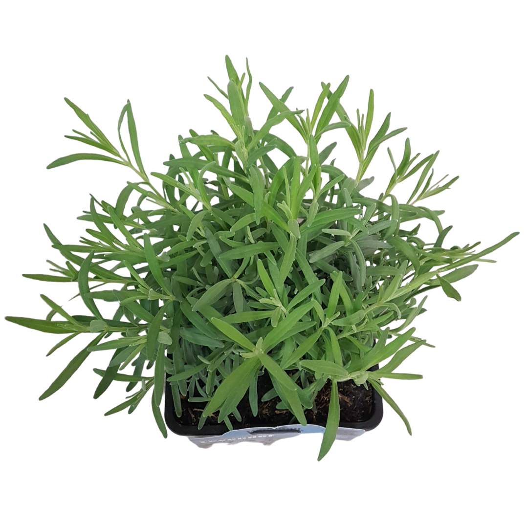 English Lavender Hidcote hardy perennial herb in Ontario garden