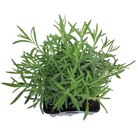 English Lavender Hidcote hardy perennial herb in Ontario garden