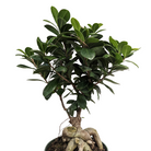 Ficus Ginseng Bonsai with thick trunk and glossy leaves at Lakeside Garden Gallery Brampton Ontario