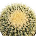 Golden Barrel Cactus with golden spines at Lakeside Garden Gallery in Brampton Ontario