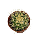 golden-barrel cactus ontario