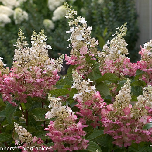 proven Winners Pinky Winky Hydrangea with colour-changing blooms