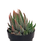 Zebra Cactus (Haworthia) with white striped leaves at Lakeside Garden Gallery in Brampton Ontario