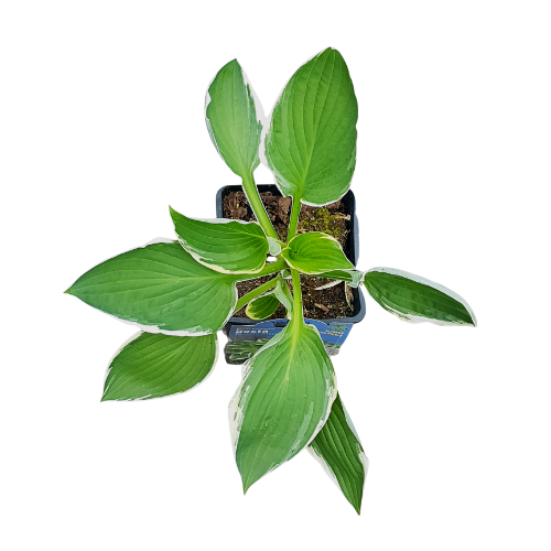 Hosta Albo Marginata with green leaves edged in white at Lakeside Garden Gallery Brampton Ontario