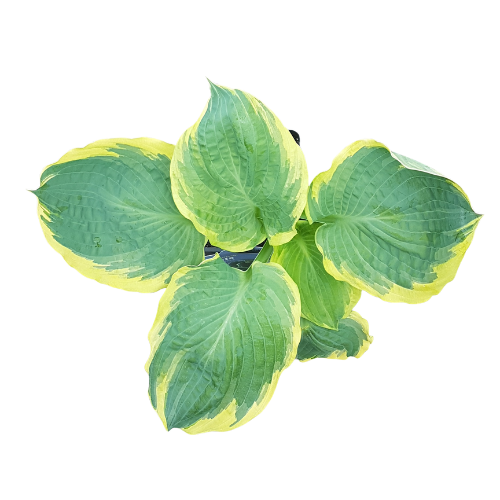 Hosta Dream Queen with blue-green leaves and creamy centre at Lakeside Garden Gallery Brampton Ontario