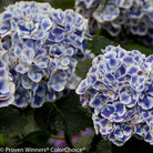 Cityline Mars Hydrangea with bold red-and-white blooms at Lakeside Garden Gallery Brampton Ontario
