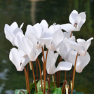 cyclamen plant
indoor cyclamen
cyclamen flowers Ontario
cyclamen houseplant
cyclamen care
cyclamen plants Brampton Ontario
Lakeside Garden Gallery cyclamen flowers for sale
Ontario indoor flowering plants cyclamen
cyclamen plant shop near me GTA
Brampton cyclamen flowers garden centre
Lakeside Garden Gallery cyclamen plants in Brampton Ontario
where to buy cyclamen flowers near me
cyclamen plant care tips for beginners
indoor cyclamen care in winter Ontario
best soil and watering for cyclamen plants