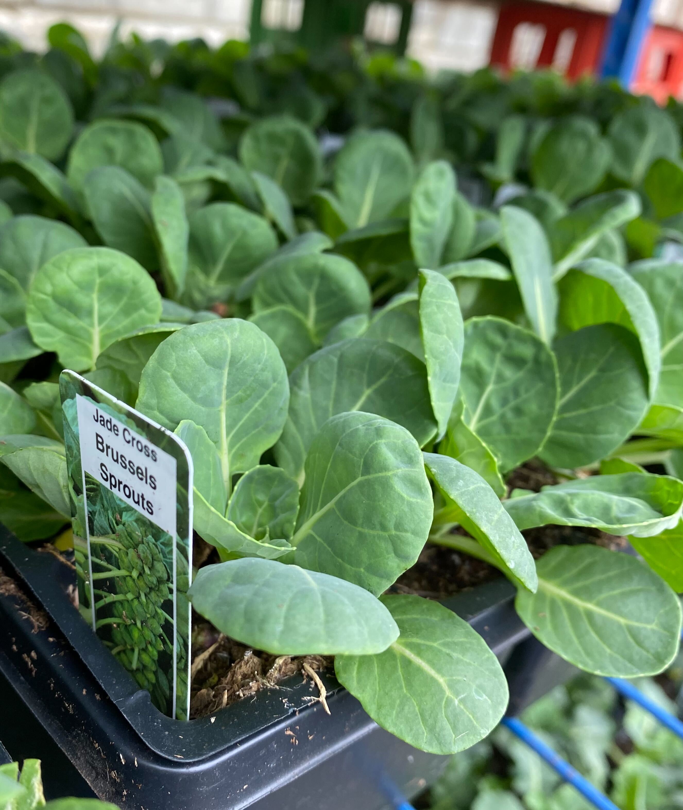 Compact Jade Cross Brussels Sprouts plant in Ontario garden centre