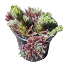 Sempervivum Jade Rose succulent in rock garden setting