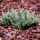 Blue Chip Juniper groundcover with silvery-blue foliage at Lakeside Garden Gallery Brampton Ontario