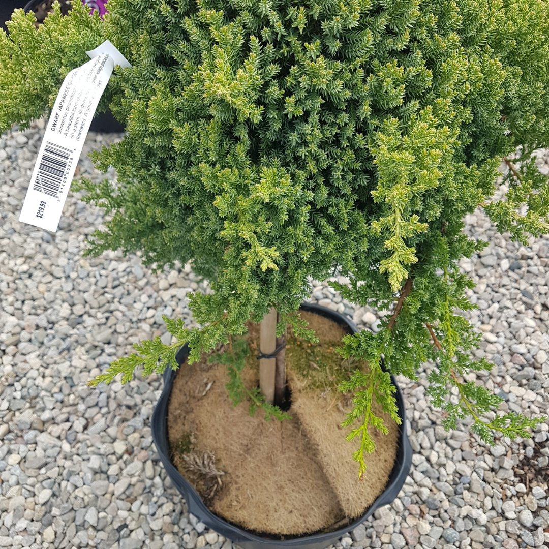 Juniperus procumbens Nana standard ornamental evergreen Ontario