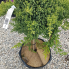 Juniperus procumbens Nana standard ornamental evergreen Ontario