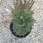 Juniperus communis Pencil Point slender columnar juniper Ontario