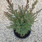 Pencil Point Juniper narrow evergreen shrub at Lakeside Garden Gallery Brampton Ontario