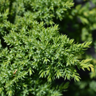 Japanese Garden Juniper spreading evergreen at Lakeside Garden Gallery Brampton Ontario