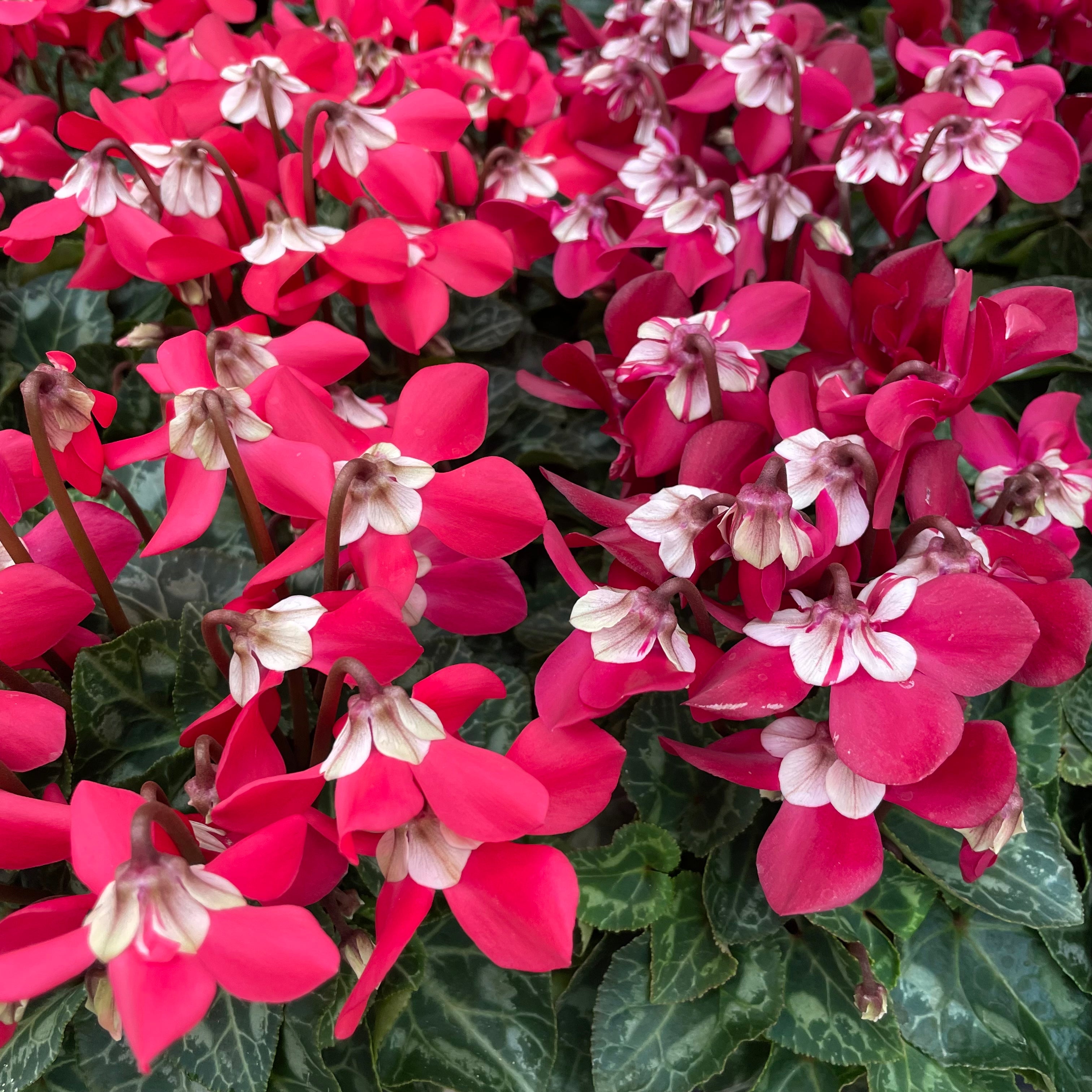 cyclamen plant
indoor cyclamen
cyclamen flowers Ontario
cyclamen houseplant
cyclamen care
cyclamen plants Brampton Ontario
Lakeside Garden Gallery cyclamen flowers for sale
Ontario indoor flowering plants cyclamen
cyclamen plant shop near me GTA
Brampton cyclamen flowers garden centre
Lakeside Garden Gallery cyclamen plants in Brampton Ontario
where to buy cyclamen flowers near me
cyclamen plant care tips for beginners
indoor cyclamen care in winter Ontario
best soil and watering for cyclamen plants