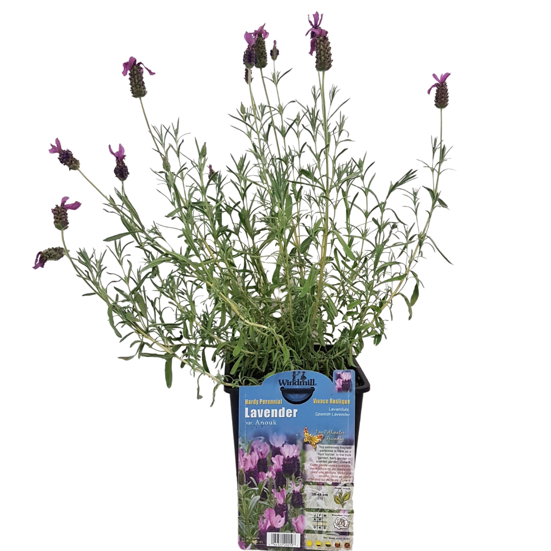 Lavender Anouk with purple flowers and silvery leaves at Lakeside Garden Gallery Brampton Ontario