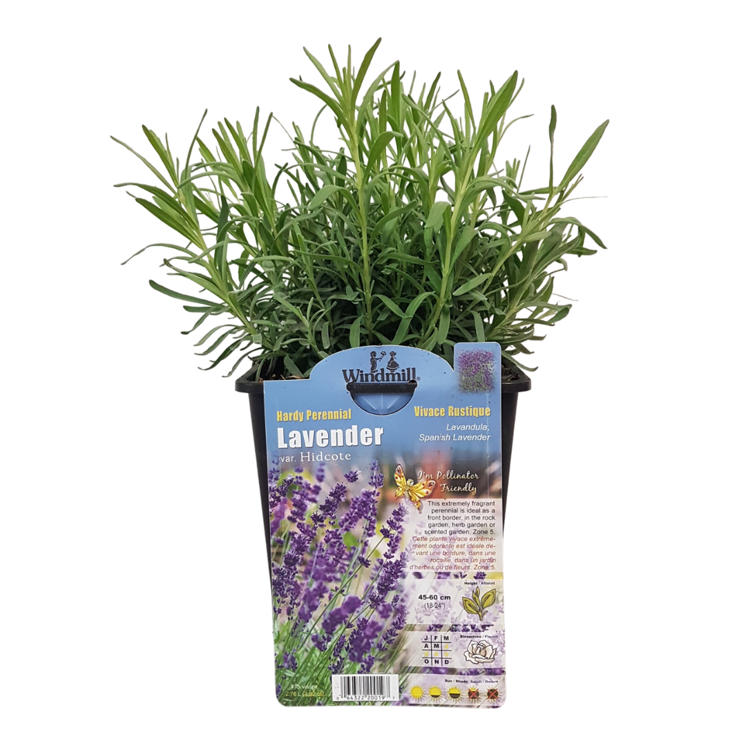 Lavender Hidcote with deep purple blooms at Lakeside Garden Gallery Brampton Ontario