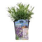 Lavender Hidcote with deep purple blooms at Lakeside Garden Gallery Brampton Ontario