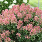 Little Quick Fire Hydrangea Proven Winners with white to red blooms at Lakeside Garden Gallery Brampton Ontario