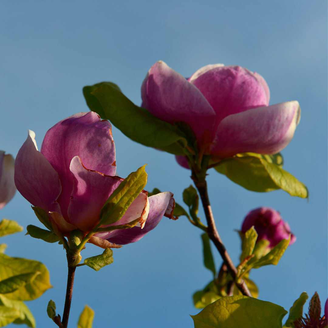 Magnolia Tinker Belle with deep pink-red blooms at Lakeside Garden Gallery Brampton Ontario