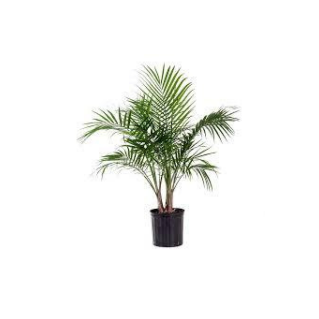 Indoor Majesty Palm in decorative pot Ontario garden centre