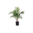 Indoor Majesty Palm in decorative pot Ontario garden centre