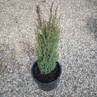 Pencil Point Juniper evergreen shrub for rock gardens and borders