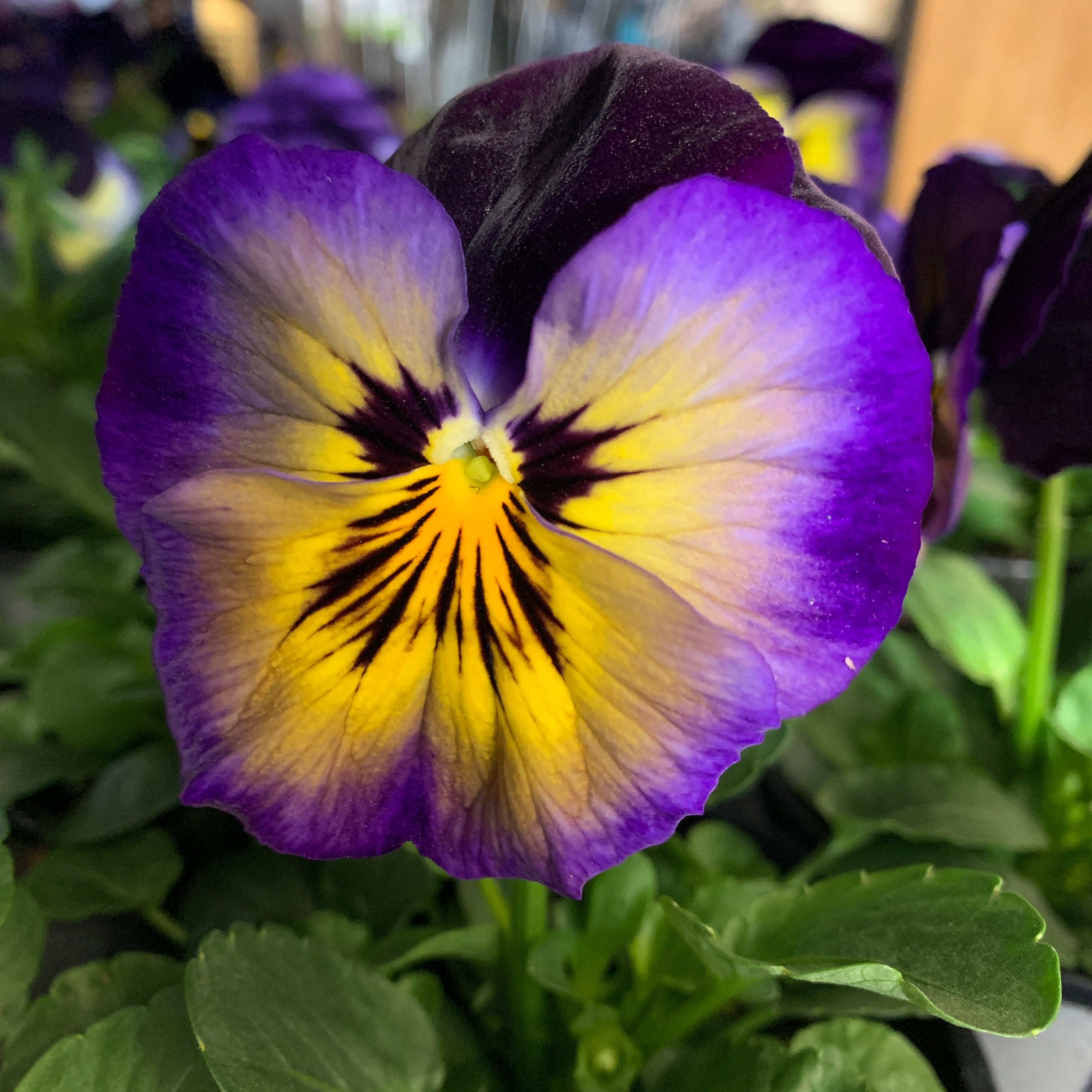 Pansy (4-inch) – Lakeside Garden Gallery