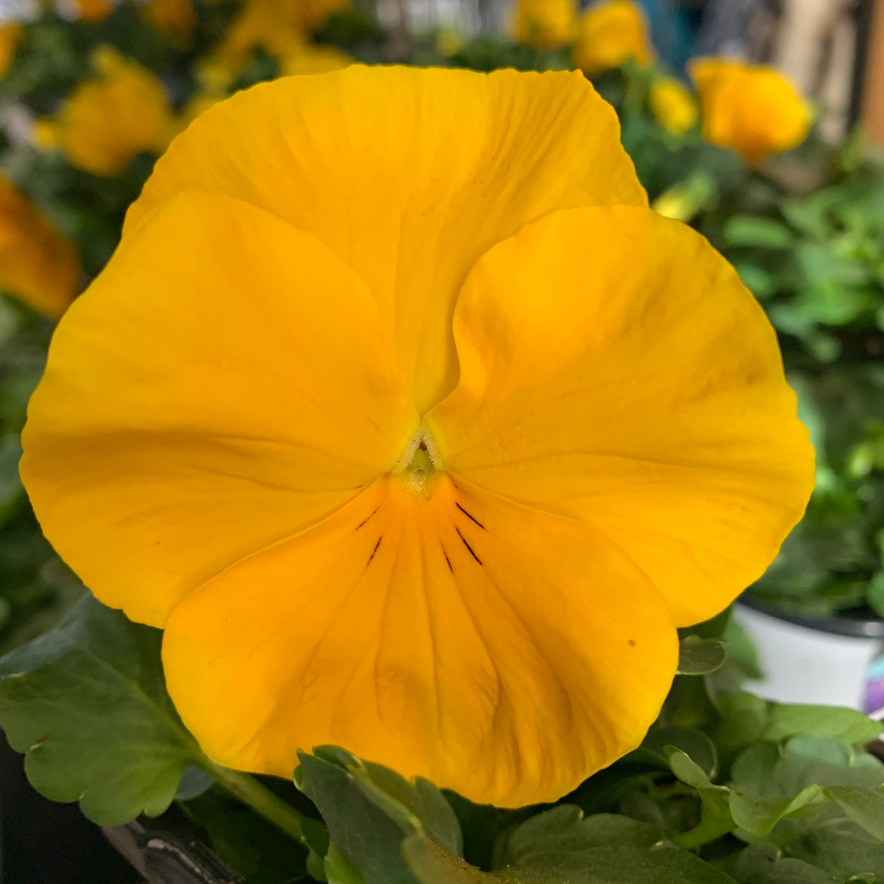 Pansy (4-inch) – Lakeside Garden Gallery