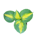 Hosta Pizzazz with green leaves and creamy-yellow edges at Lakeside Garden Gallery Brampton Ontario